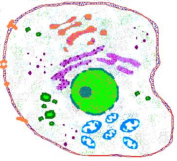 animal cell membrane structure. cell membrane, a nucleus,