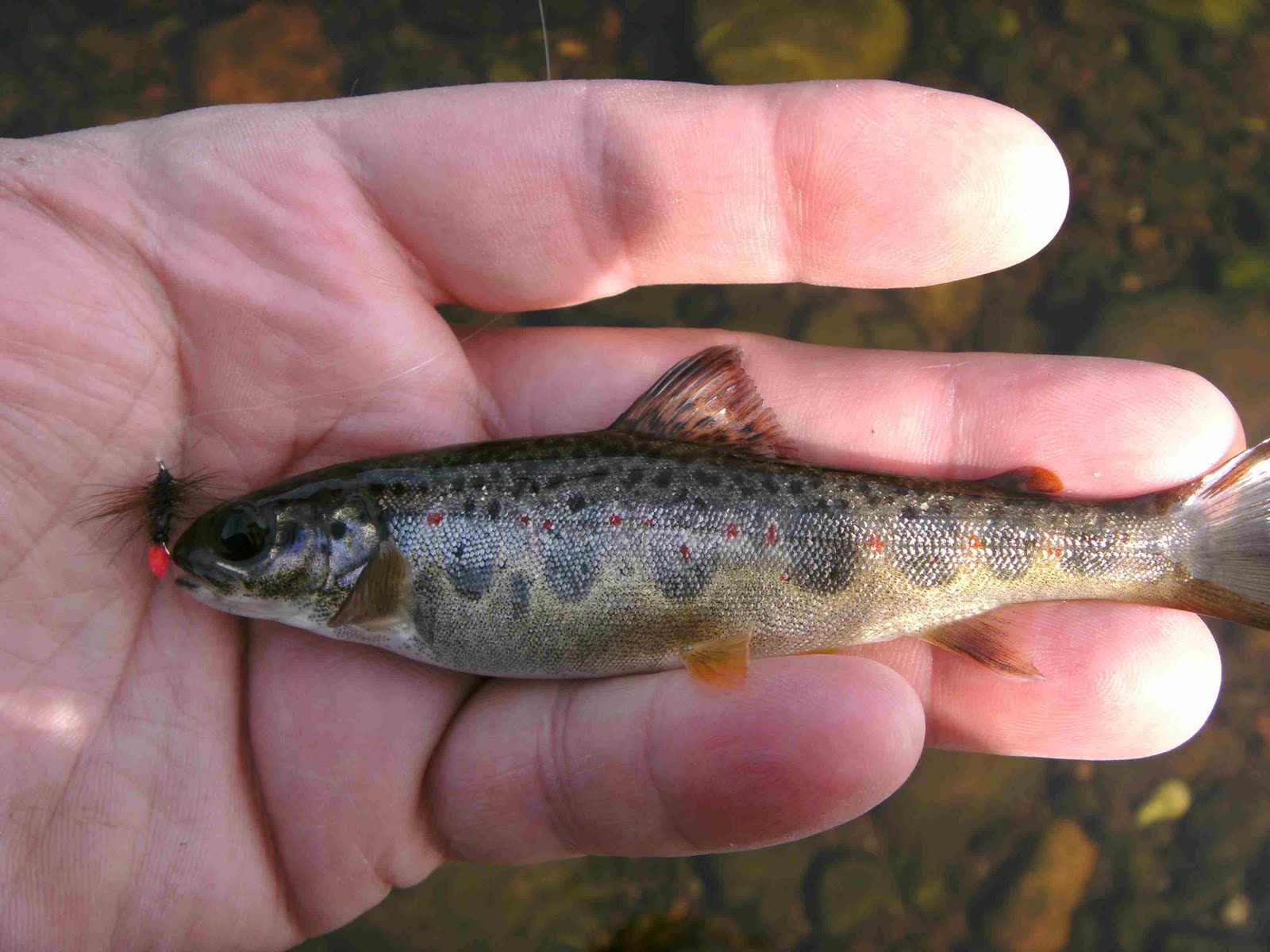 Becks and Brown Trout A Ring of Bright Water