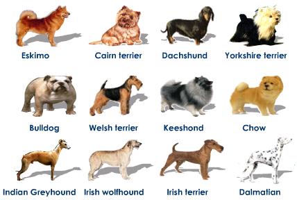 Us Law To Get Dogs Vaccinated Against Canine Distemper Us Law To Get Dogs Vaccinated Against Canine Distemper
