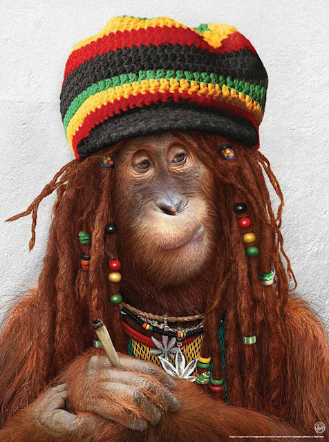Funny Animal Fashions