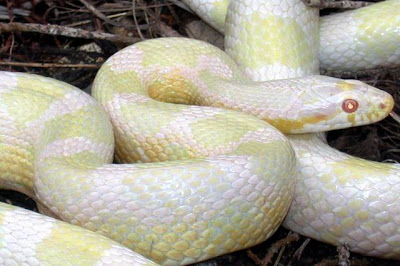 Corn Snake Snow