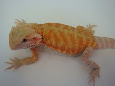 leatherback bearded dragon