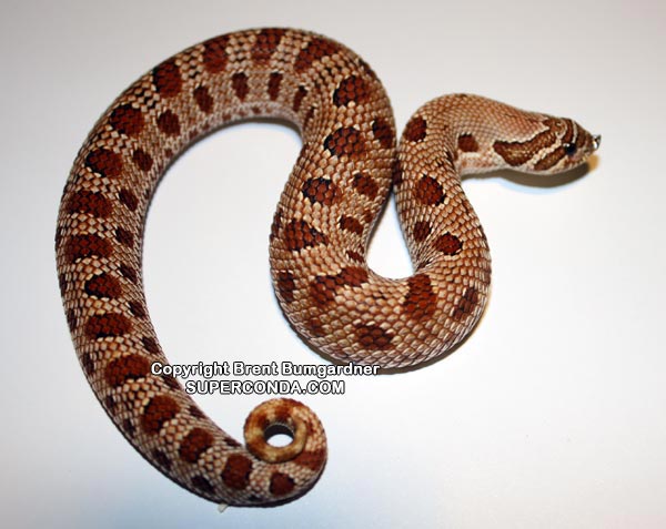 Anaconda Hognose Snake