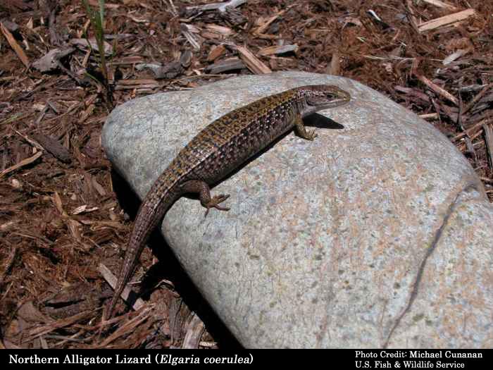 Northwestern Alligator Lizard