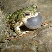 Green Toad