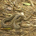 Baby Marsh Snake