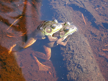 american bullfrog care