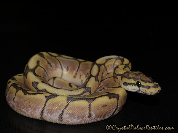 Snakes and More Snakes: Photo of Honey Bee Ball Python