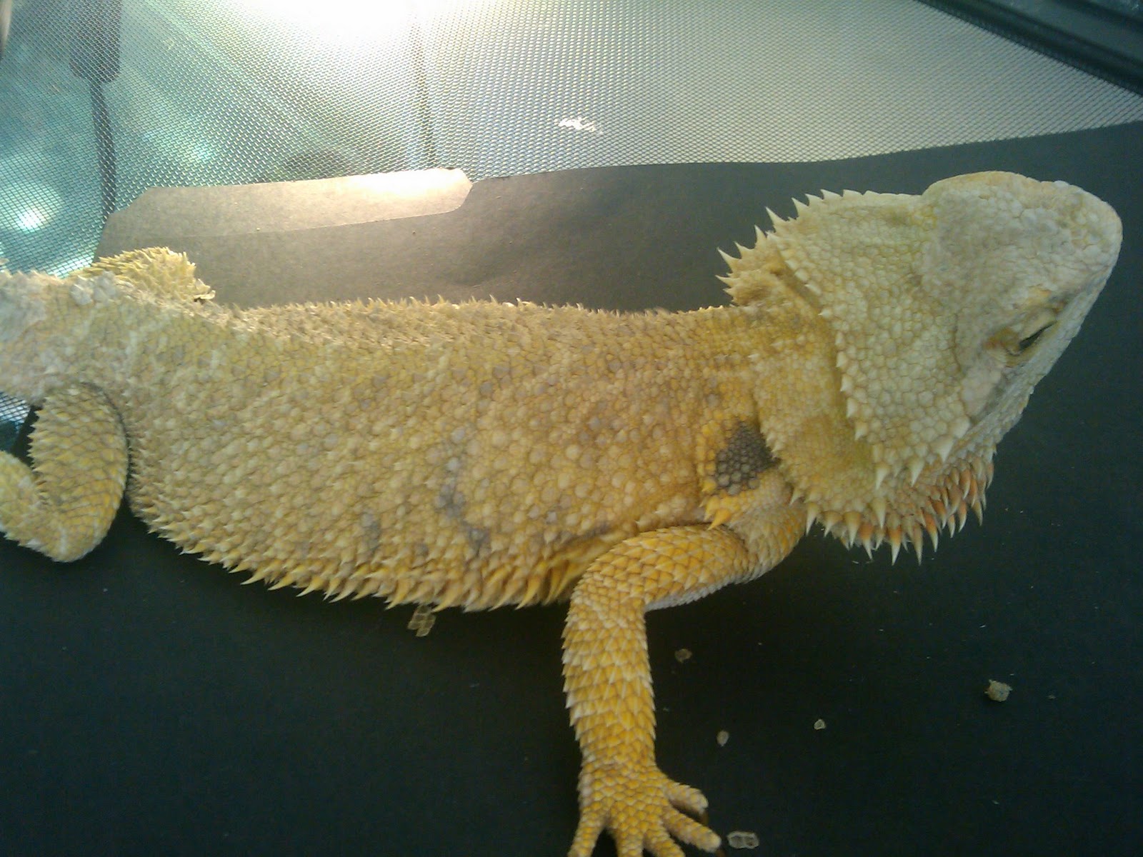 lizardsandmorelizards.... lizardsandmorelizards....