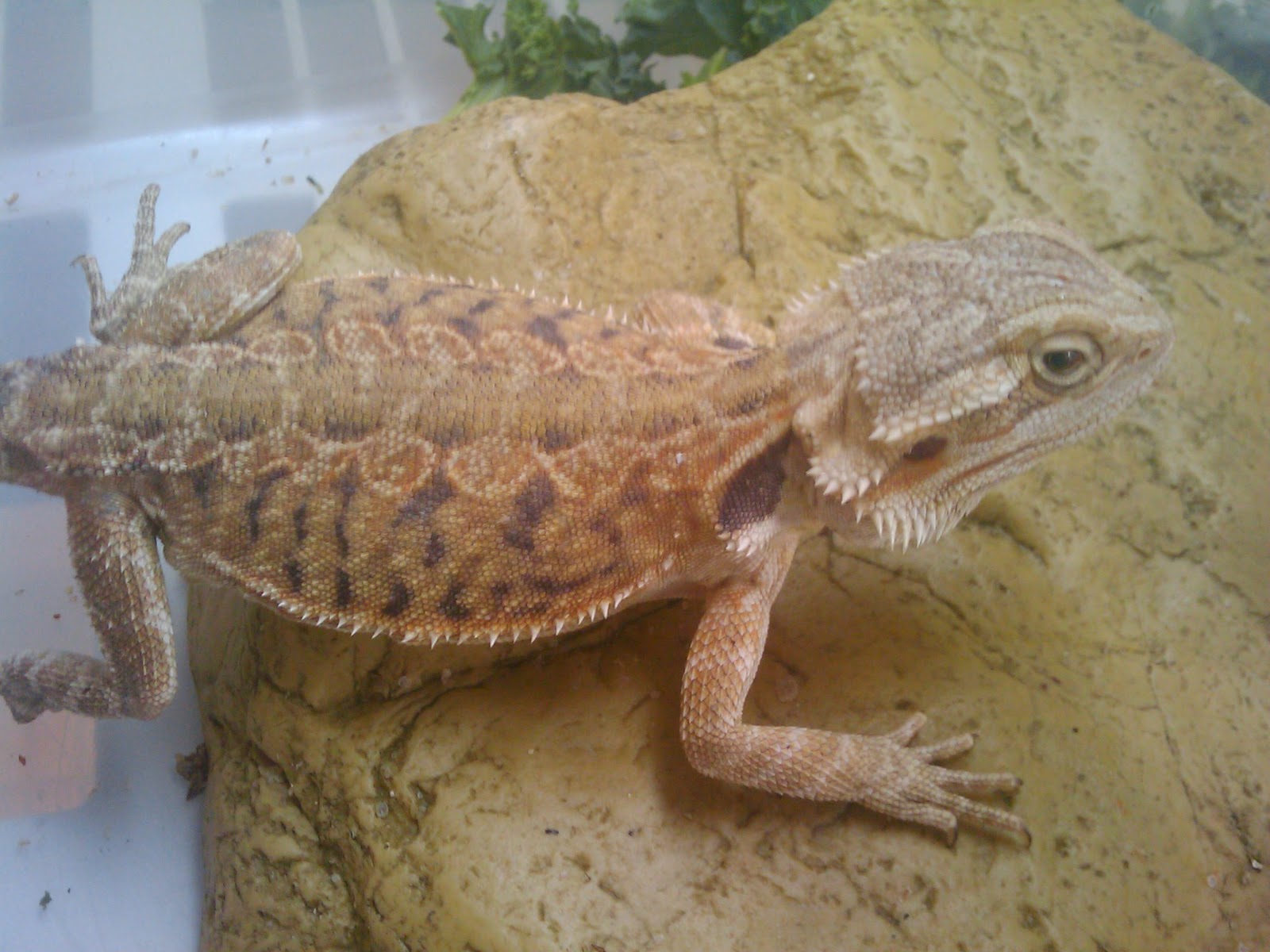 leatherback bearded dragon