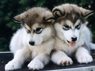 two  cute dogs sexy sitting beside black and white