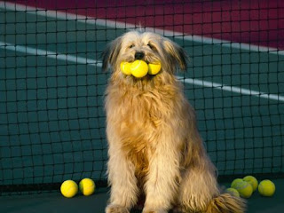 dog with a ball hot</a></a>