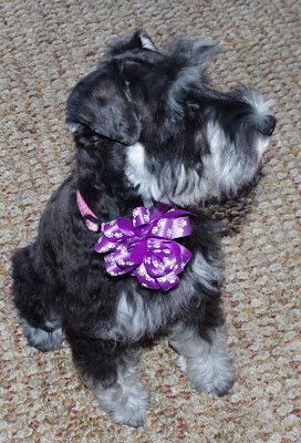 Deez got her first Schnauzer hair cut this weekend. Although you can 