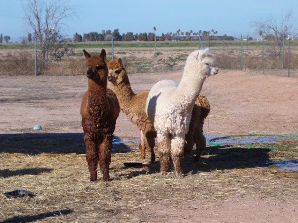 Three amigos