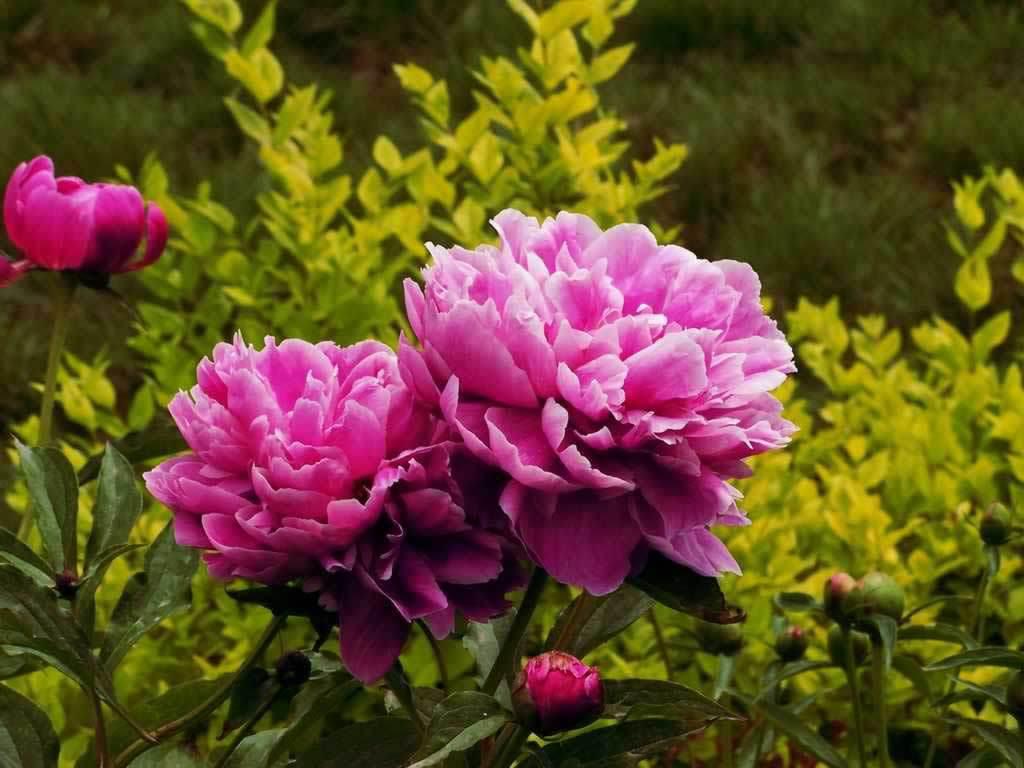 http://2.bp.blogspot.com/_4WwIjbclhG4/TO7qd2hhlvI/AAAAAAAAAcw/2HBpiS5WZGo/s1600/peony-wallpaper_1024x768.jpg