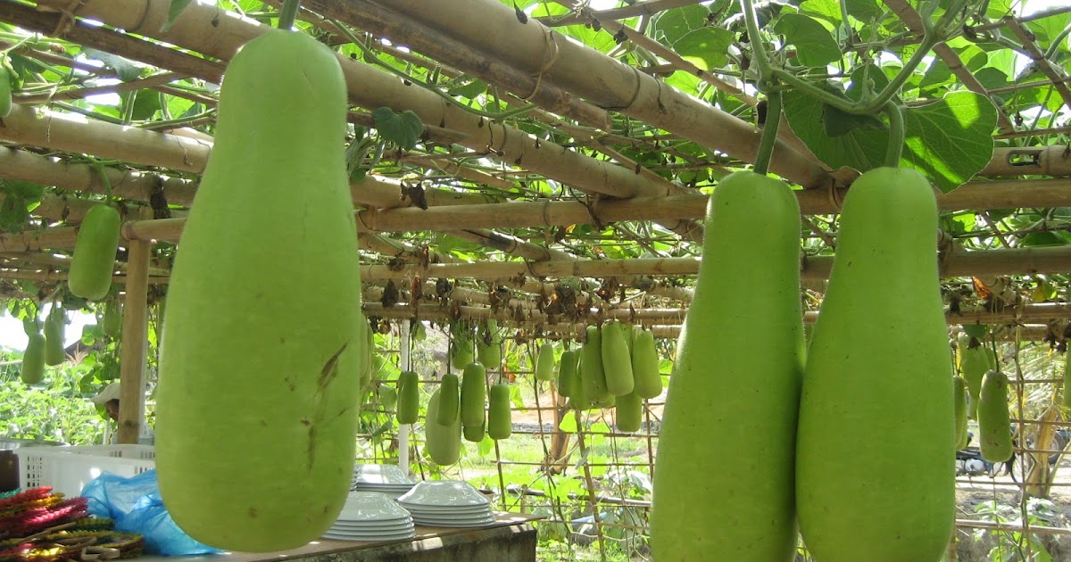 Anim Agro Technology LABU AIR SAYUR BUAH