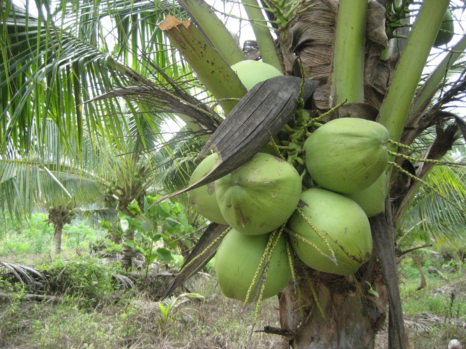 Anim Agro Technology Potential Yield Industrial Crop