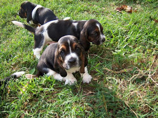 of dog, breeds of dog, list of dog breeds, pictures of dog breeds ... of dog, breeds of dog, list of dog breeds, pictures of dog breeds ...