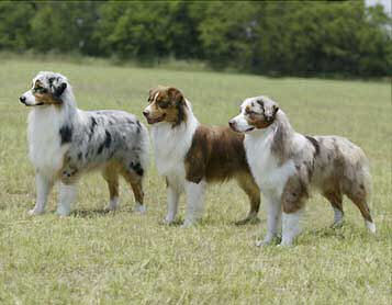 the australian shepherd is a