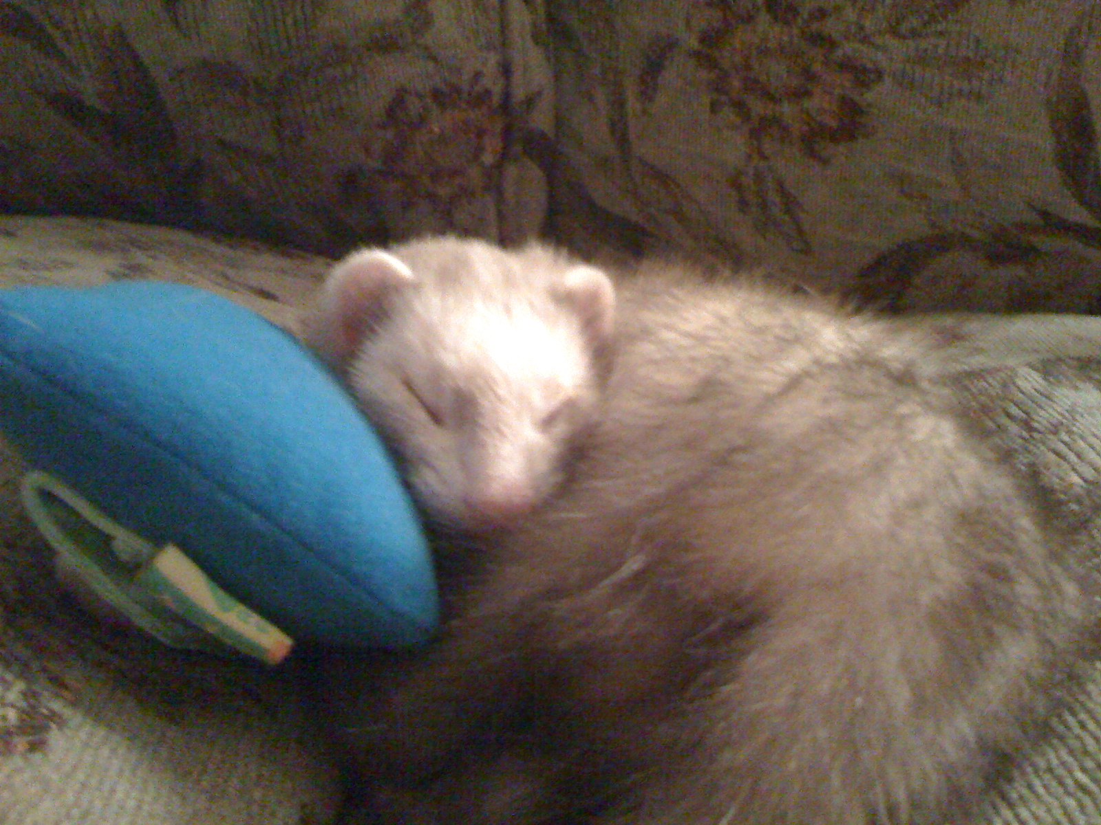 Ferret Tales