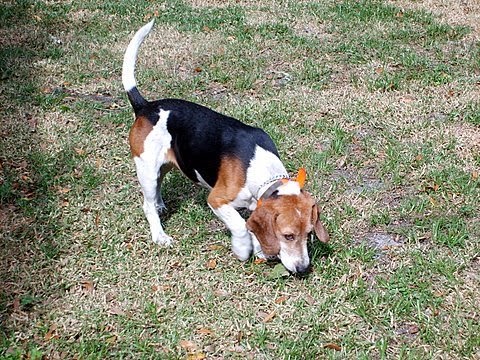 2008 beagle tampa rescue bay march