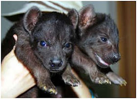 We Don T Rent Puppies Where The Wild Things Roam On Craigslist