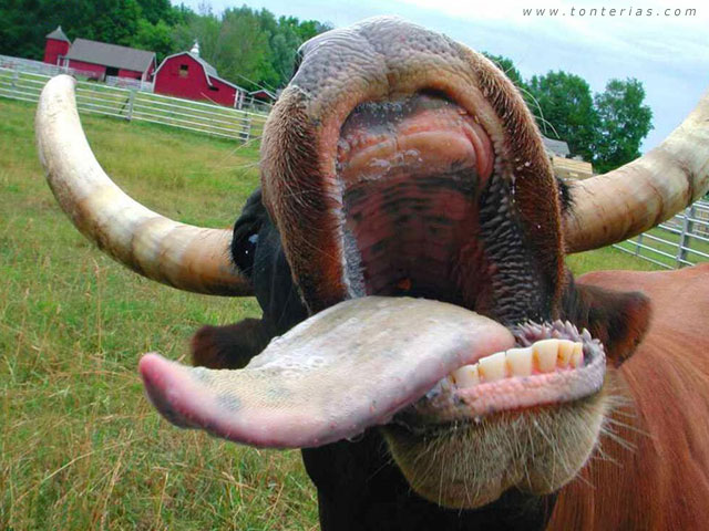 Ornitorrinco Mariachi