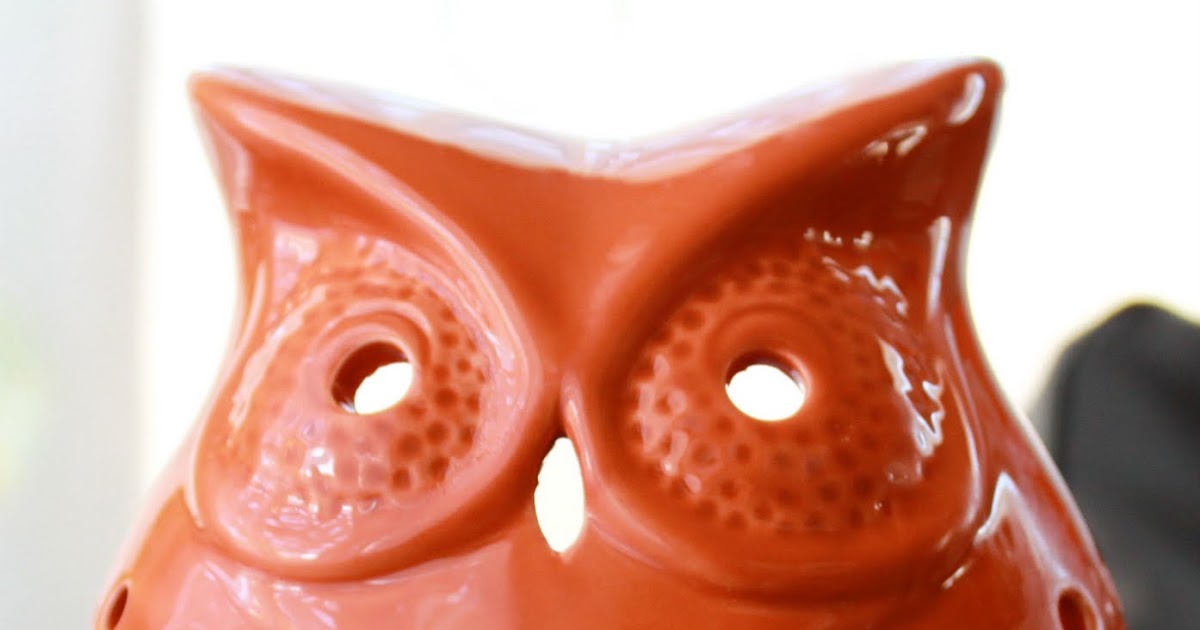 everywhere orange Orange Owl