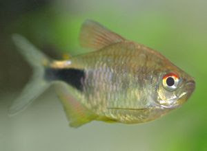 Characins Tetra