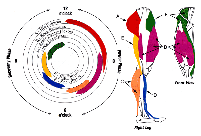 Main Muscle Diagram