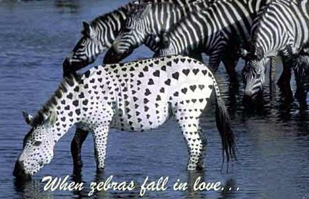[zebras_in_love.jpg]