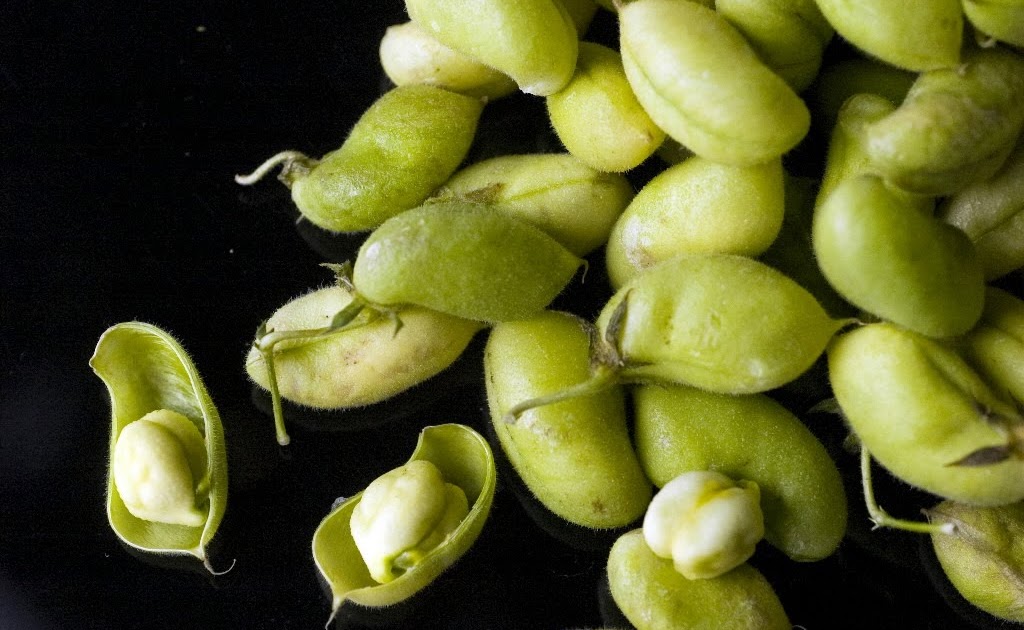 GASTRONOMICAE Garbanzos frescos