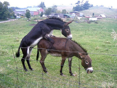 donkeysex