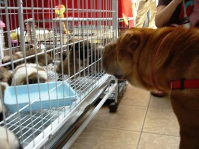 Albino Fighting Fish
