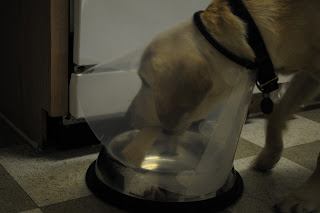 Bob trying to pick up his bone from his bowl with his clear plastic cone over his head