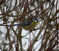 la photo du 9 février 2010 (620)