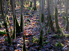 la photo du 7 décembre 2009 (567)