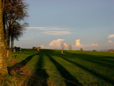 la photo du 15 novembre 2010 (900)