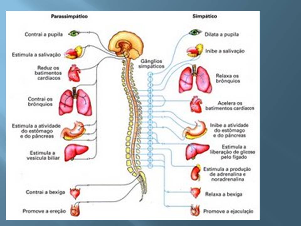 Anatomia e fisiologia dos sistemas