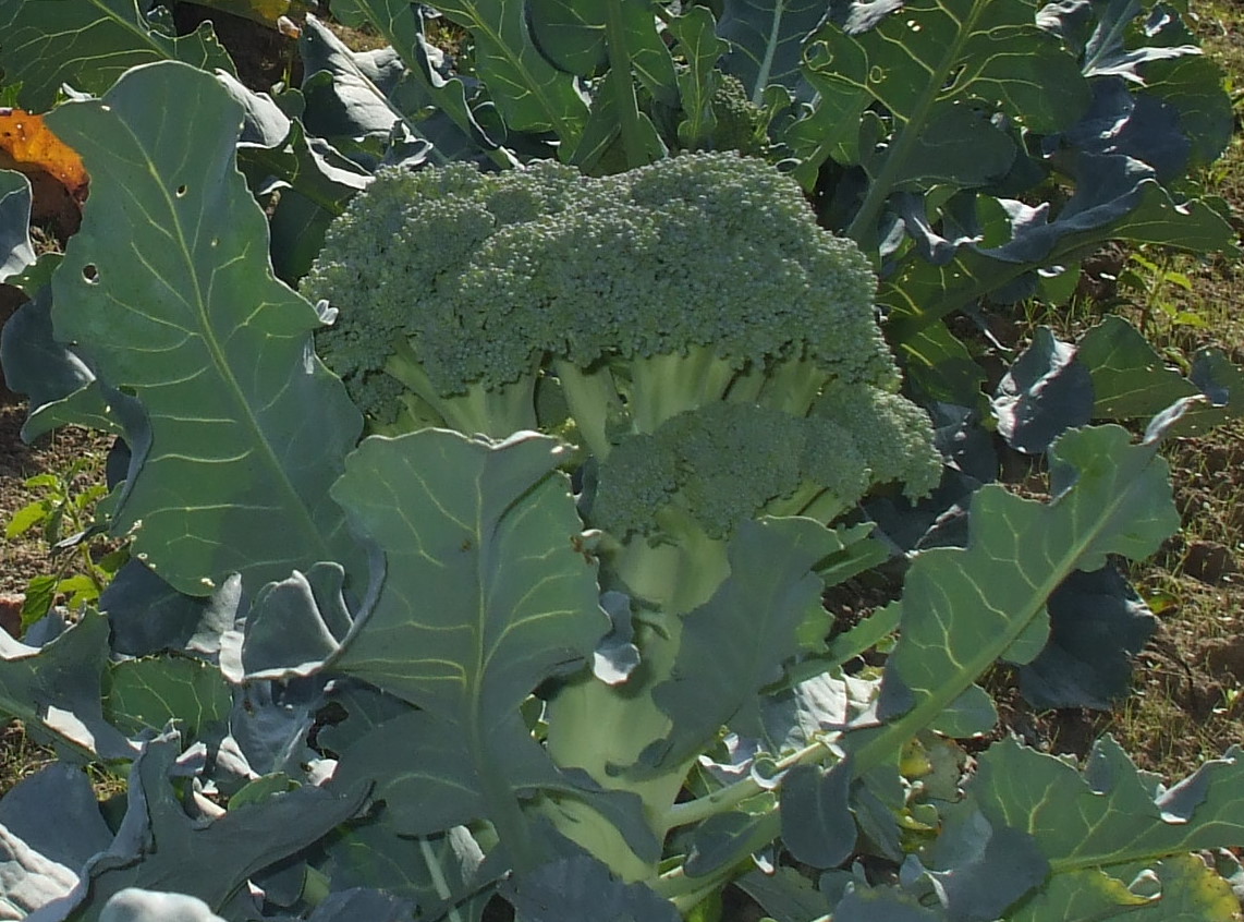 Riz Cantonnais Joliment Reinventee Pour Etre Low Carb