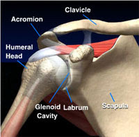 acromion of scapula