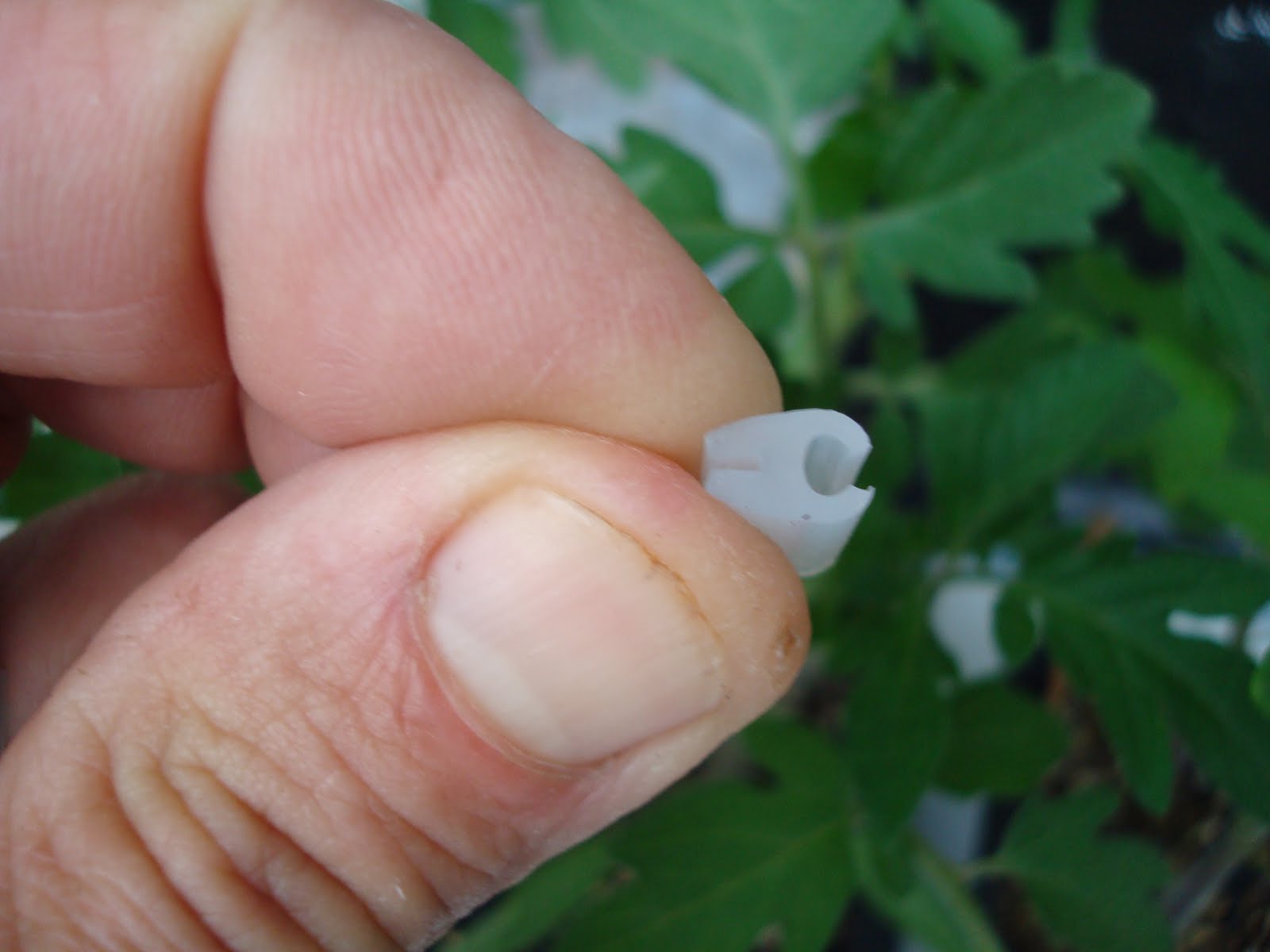 The Vegetable Garden Tomato Grafting with Pictures