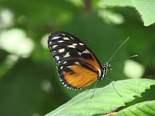 Catching Butterflies