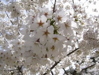 Sower S Wheat Cherry Blossom A Glorious Life