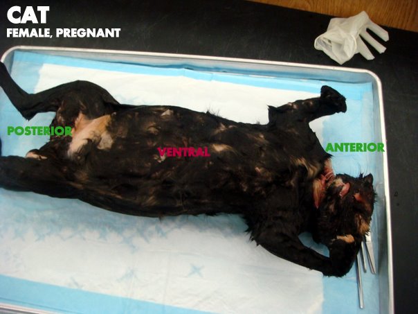 animal dissection Using 3-d models of the animals meant to be dissected 3-d dissection is a realistic alternative to live animal dissections. animal dissection Using 3-d models of the animals meant to be dissected 3-d dissection is a realistic alternative to live animal dissections.
