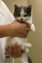 4 chatons domestiques (en adoption)