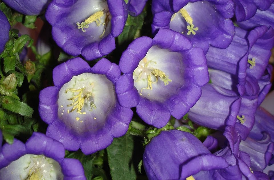 rosas no jardim de deus:Flores no Jardim – Lee Albrecht: Home Page!!! Escola de Bordado!!! 1 rosas no jardim de deus:Flores no Jardim – Lee Albrecht: Home Page!!! Escola de Bordado!!! 1