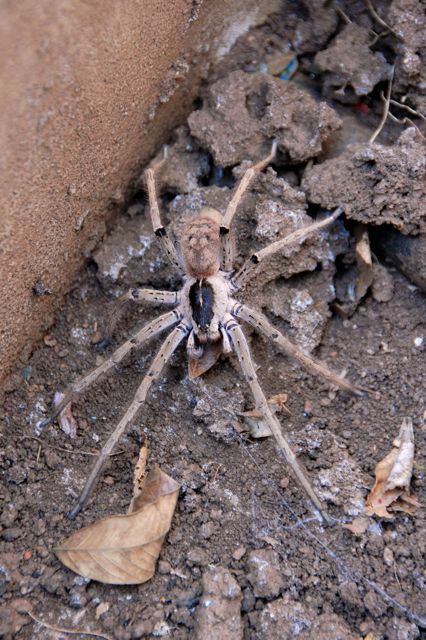 Malawi Spiders