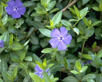 Зимзелен, бинка / Vinca minor