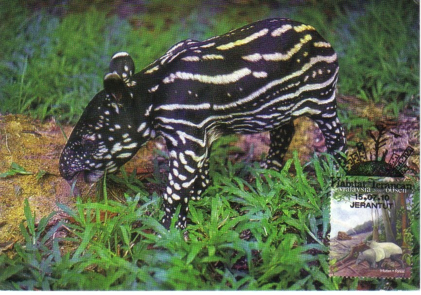dead tapir